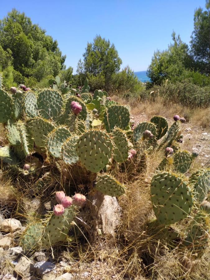 Les Salins A Sete Proche Plages Exterior photo